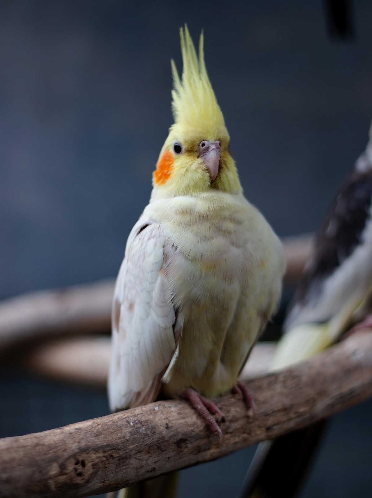Pied cockatiel perched on a branch — a companion bird species offered for DNA sexing